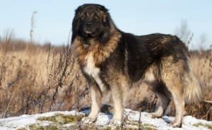 Caucasian Mountain Dog NewDoggy.com