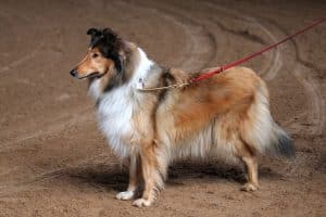 Collie breed info NewDoggy.com