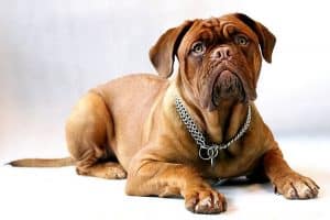 Dogue de Bordeaux NewDoggy.com