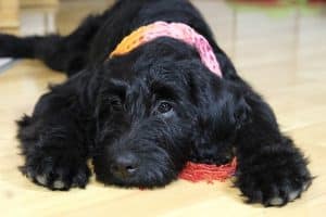 Giant Schanuzer NewDoggy.com