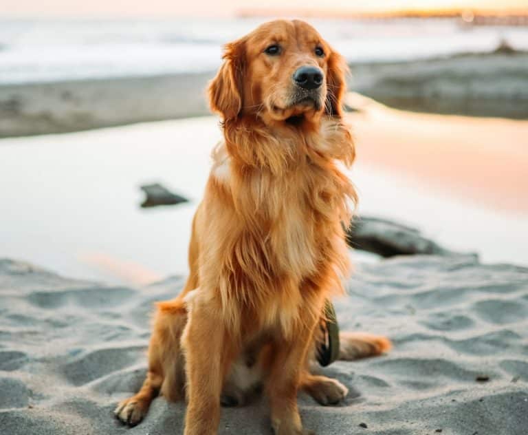 Golden Retriever Breed Information