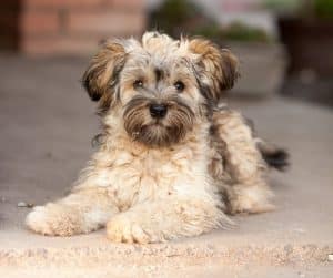 Havanese breed info NewDoggy.com