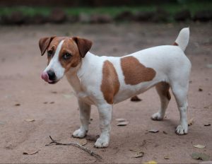 Jack Russel Terrier Breed info NewDoggy.com