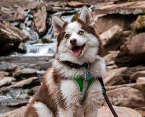 Pomsky breed info NewDoggy.com