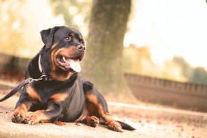 Rottweiler breed info NewDoggy.com