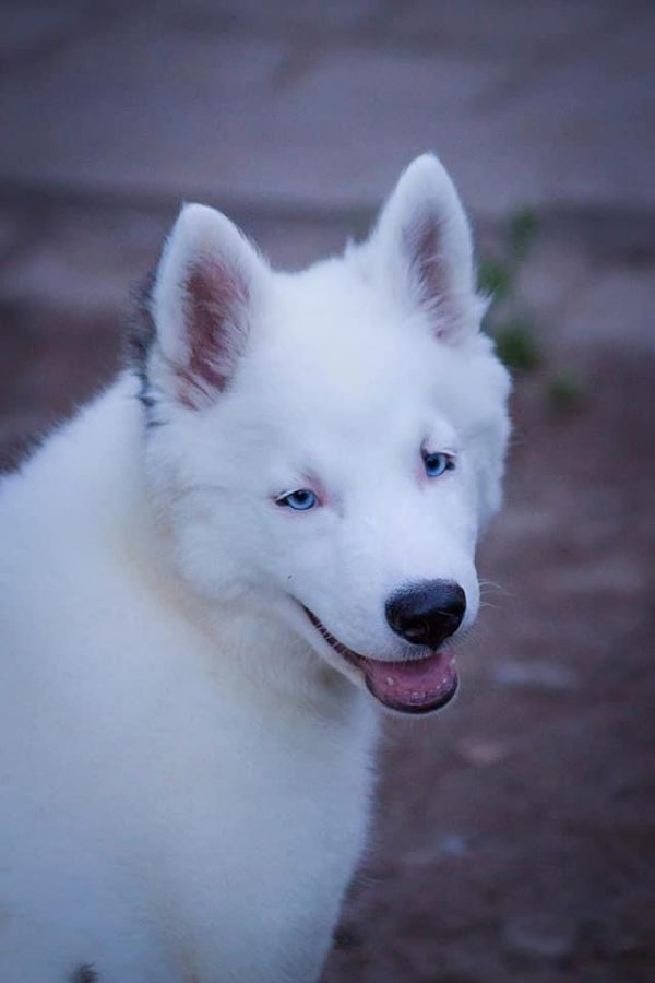Yesper Yakutian Laika
