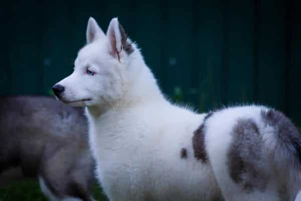 Yesper Yakutian Laika