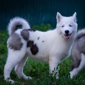 Yesper Yakutian Laika