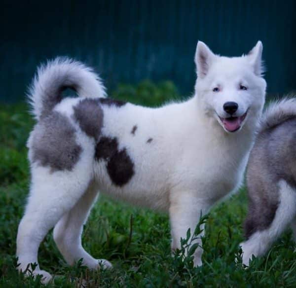 Yesper Yakutian Laika