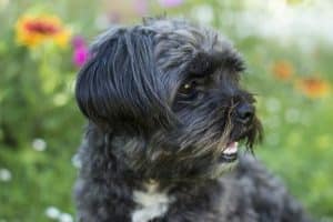 Affenpinscher breed info NewDoggy.com
