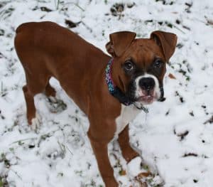 Boxer NewDoggy.com