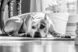 American Staffordshire Terrier best guard dogs blog NewDoggy.com