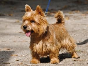 Norwich Terrier breed info NewDoggy.com