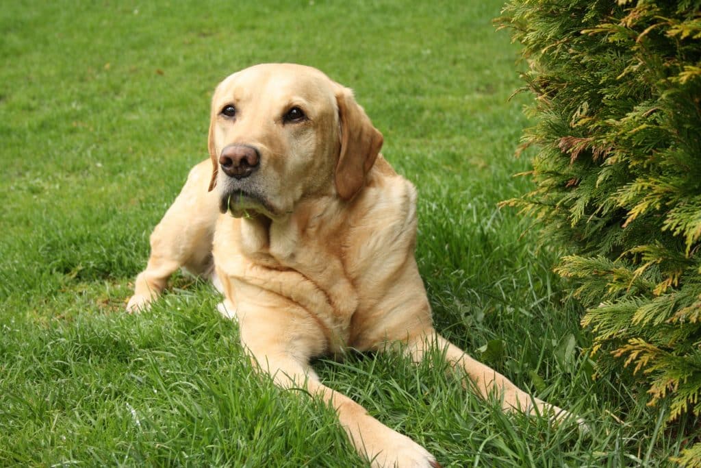 Labrador Retriever breed info NewDoggy.com