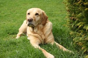 Labrador Retriever breed info NewDoggy.com