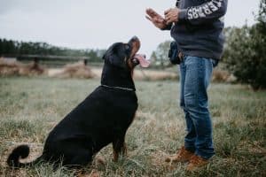 Best guard dogs training blog NewDoggy.com