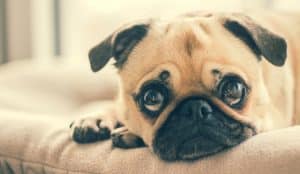 Pug Breed info NewDoggy.com