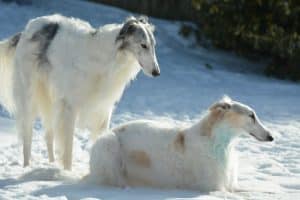 Borzoi breed info NewDoggy.com