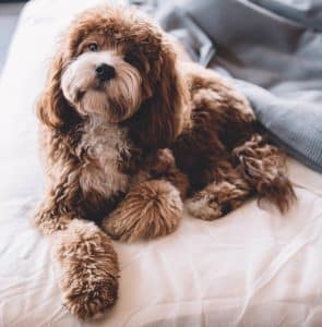 Cavapoo breed info NewDoggy.com