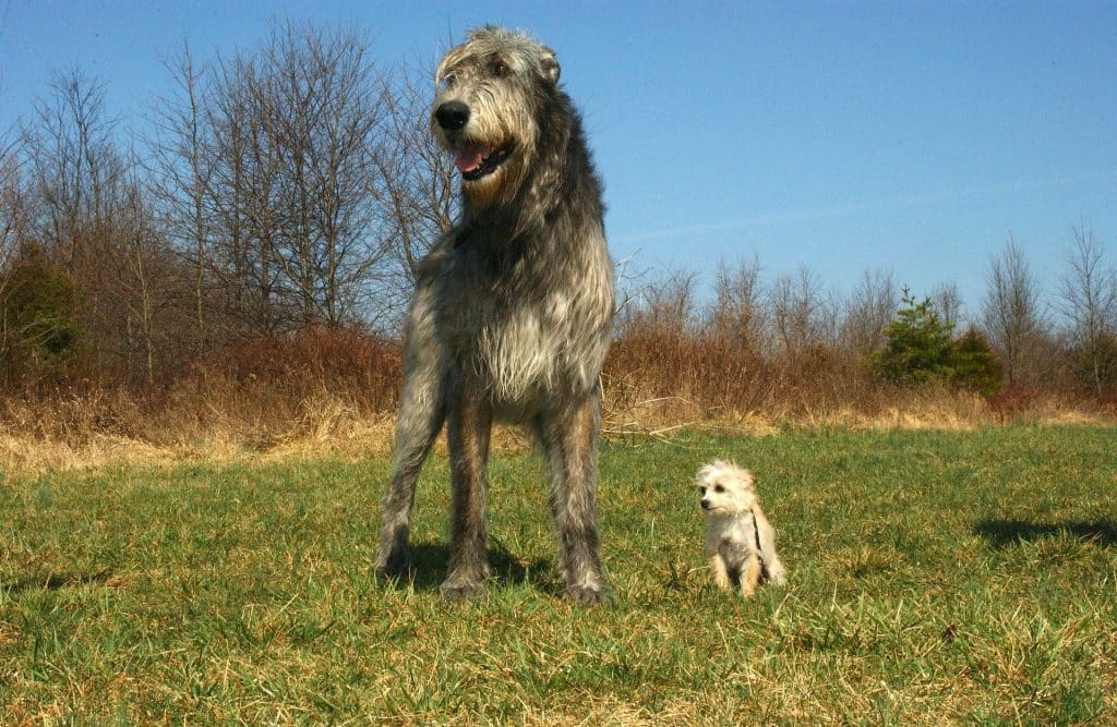 Irish dog breeds blog NewDoggy.com