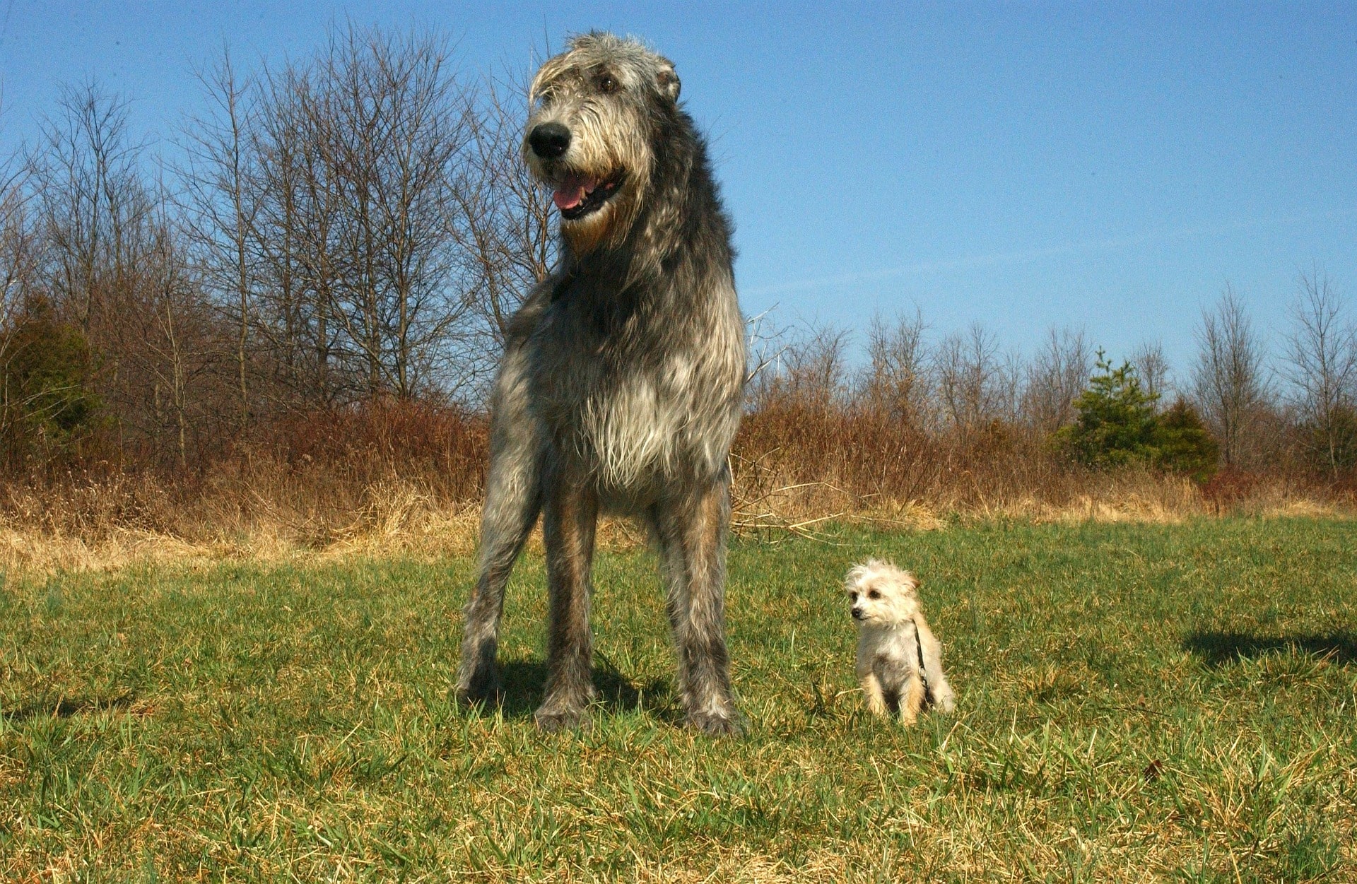 Irish dog breeds blog NewDoggy.com