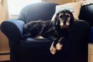 Labradoodle breed info NewDoggy.com