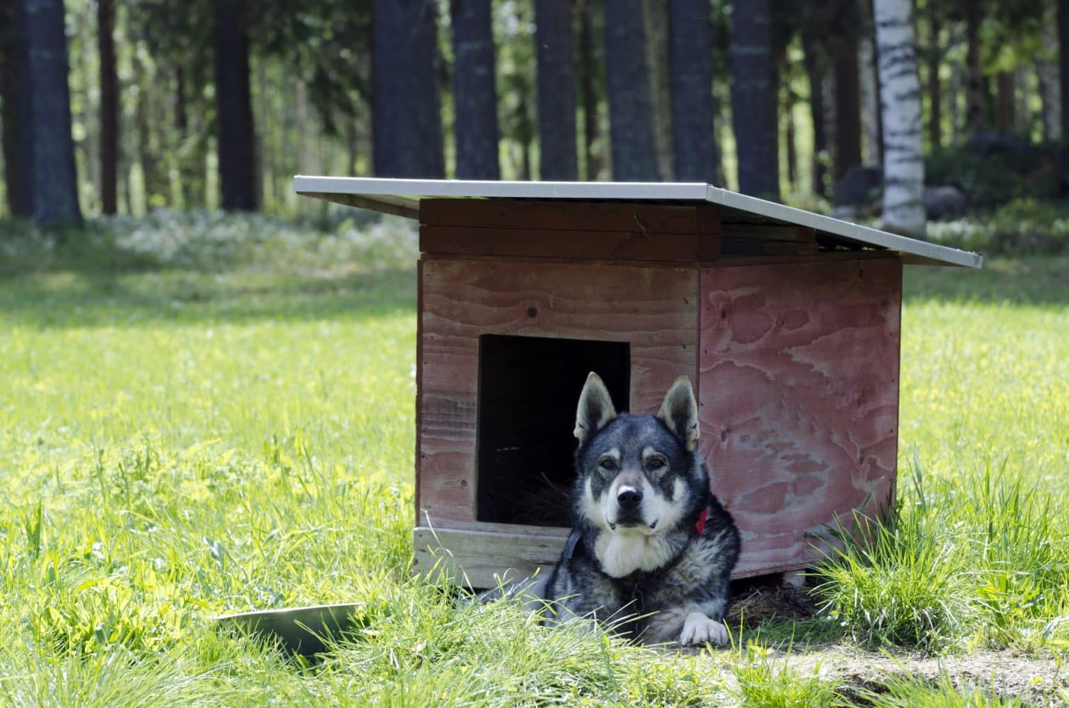 Swedish Dog Breeds The Dogs of Sweden