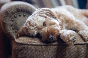 Yorkipoo Breed info NewDoggy.com