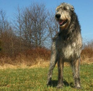 Irish Wolfhound breed info NewDoggy.com