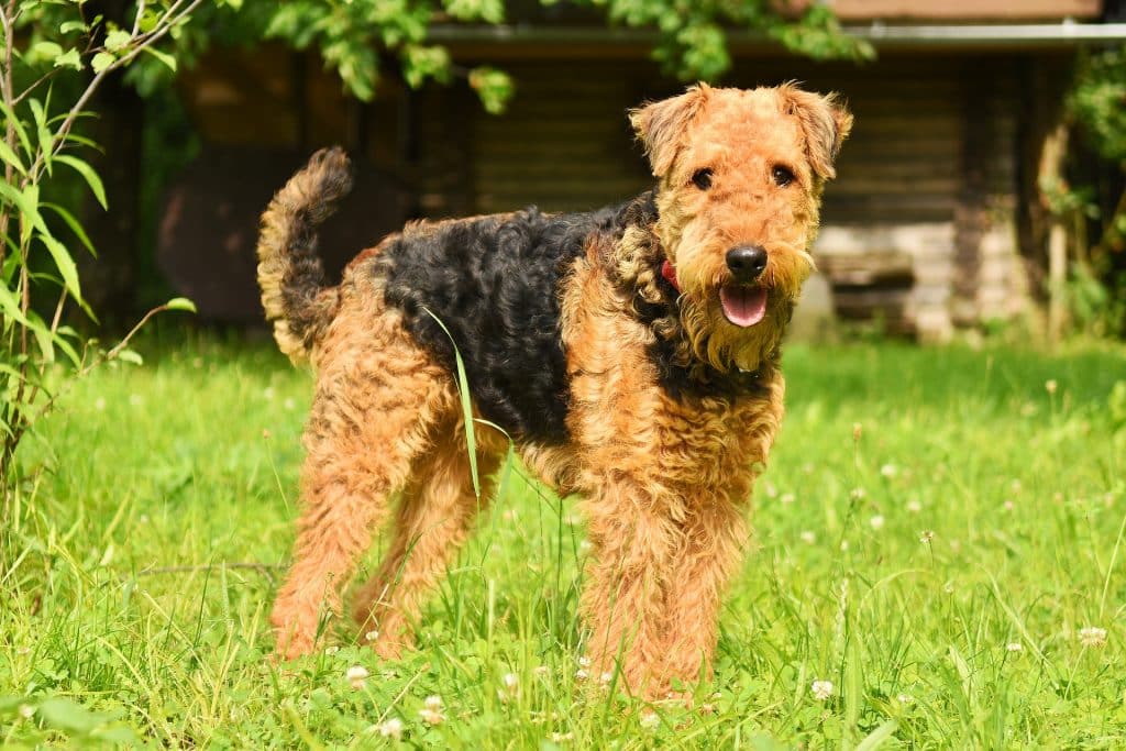 Airedale Terrier Puppies for sale