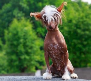 Chinese Crested Dog