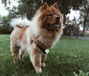 Chow Chow breed info NewDoggy.com