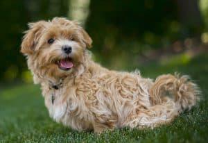 Maltipoo NewDoggy.com