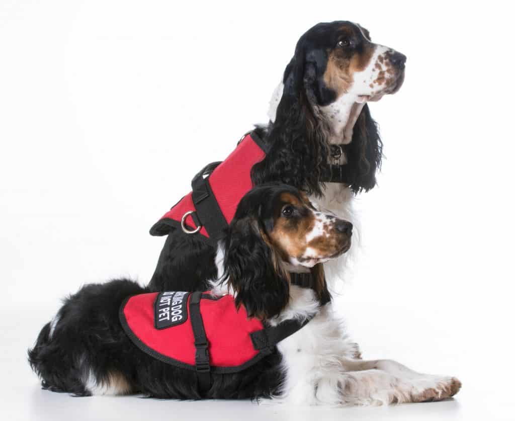 Service dogs blog NewDoggy.com