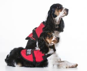 Service dogs blog NewDoggy.com