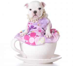 Teacup dogs blog NewDoggy.com