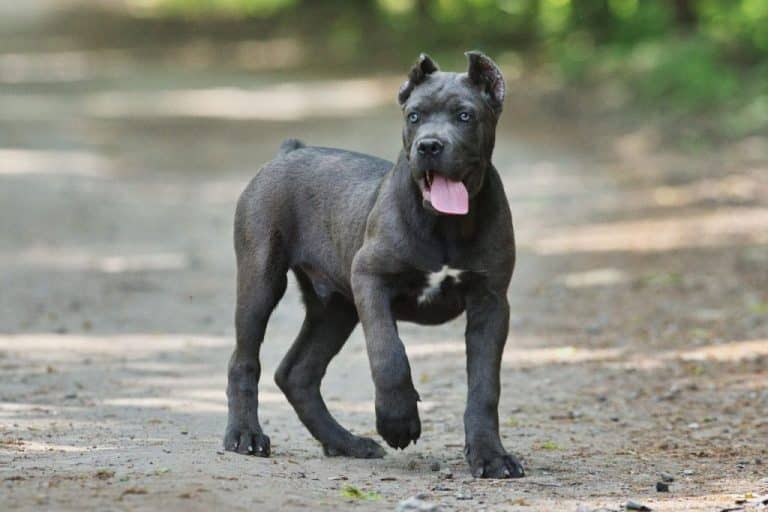 Cane Corso Italian Mastiff Breed Information