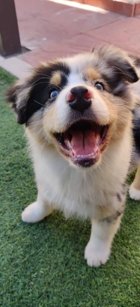 Healthy-purebred-australian-shepherd-puppy-for-sale