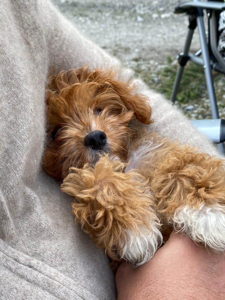 Healthy-purebred-cavapoo-puppy-for-sale