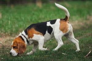 Beagle breed info NewDoggy.com