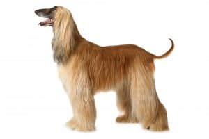 Afghan Hound nreed info NewDoggy.com