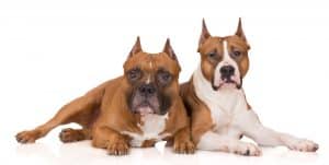 American Staffordshire Terrier breed info NewDoggy.com