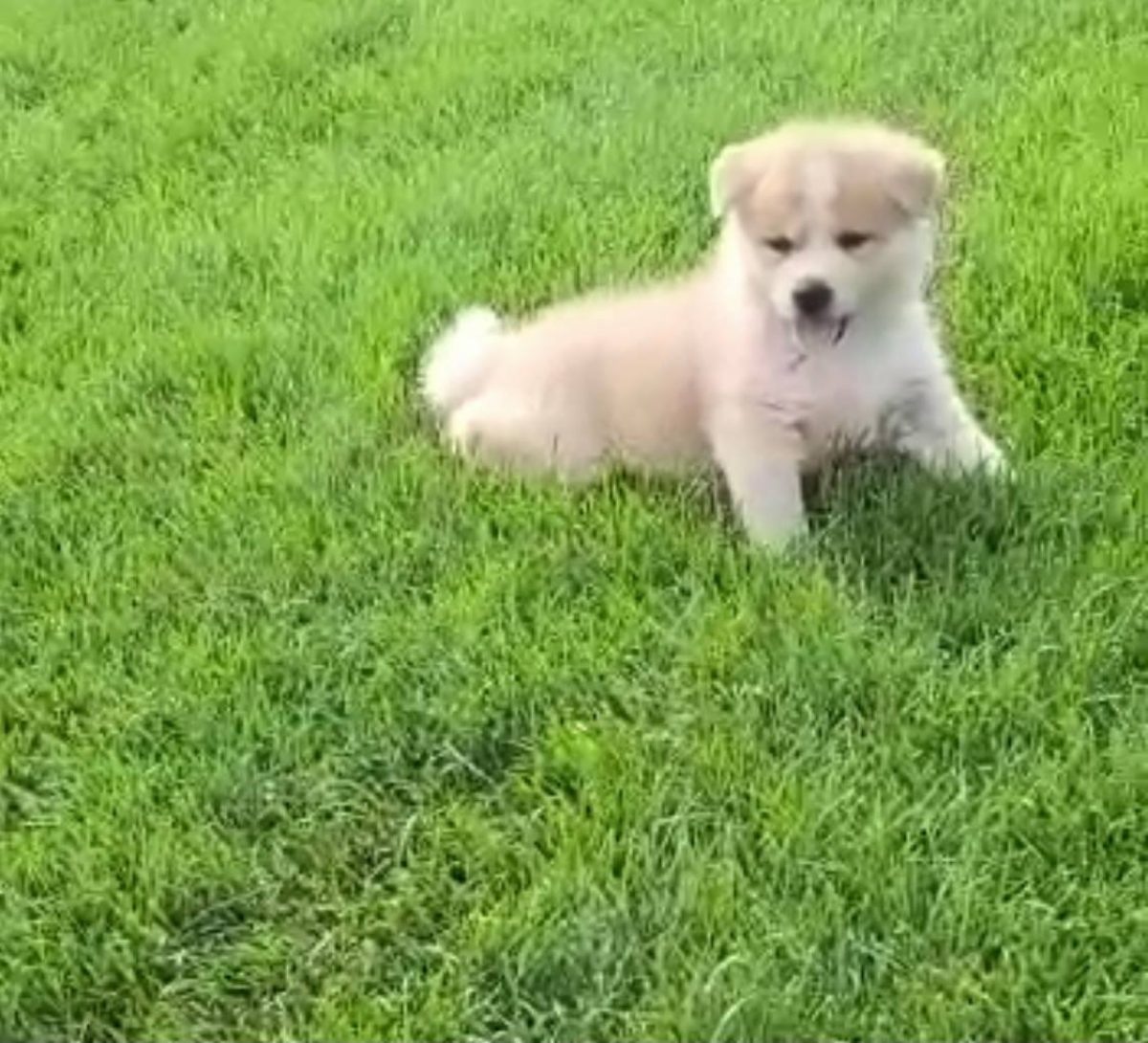 Akita Dogs and Puppies for sale