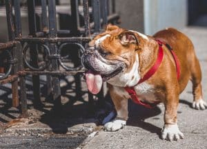 english bulldog breed info NewDoggy.com