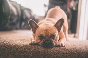 French Bulldog breed info NewDoggy.com