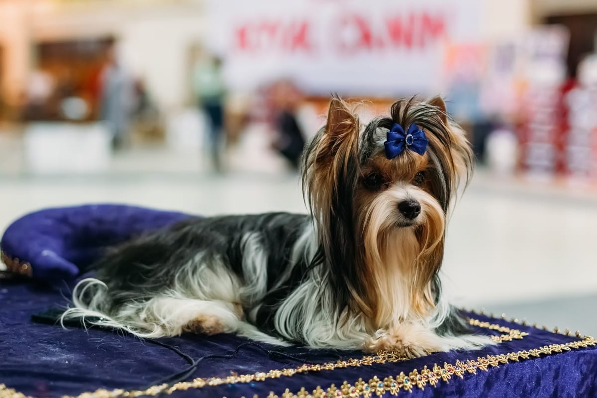 Biever Yorkshire Terrier breed info NewDoggy.com