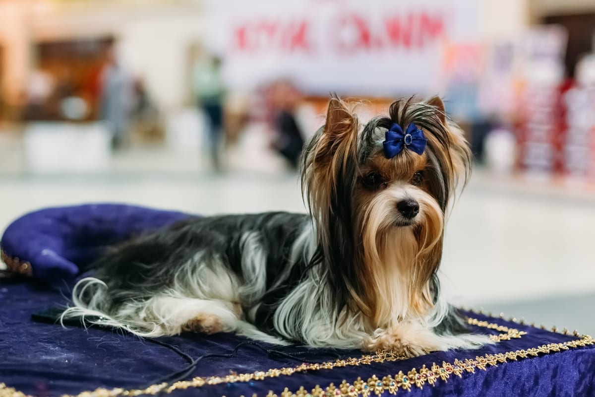 are biewer yorkies hypoallergenic