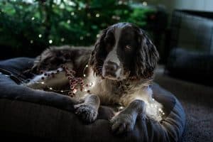 English Springer Spaniel breed info NewDoggy.com