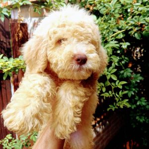 Max Lagotto Romagnolo