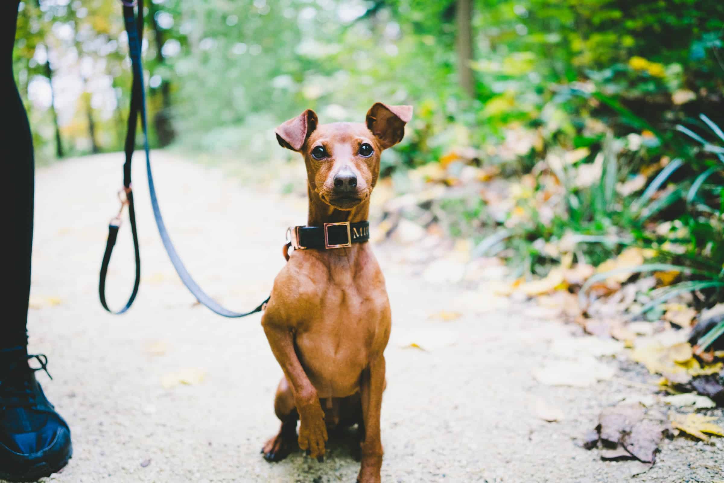 Miniature Pinscher breedinfo NewDoggy.com